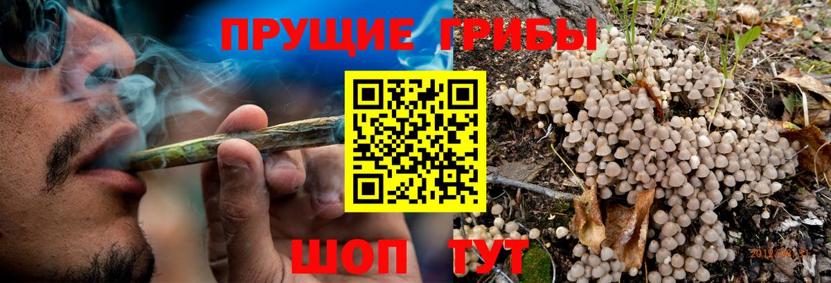 Галлюциногенные грибы GOLDEN TEACHER  Вход с VPN  Ачхой-Мартан 
