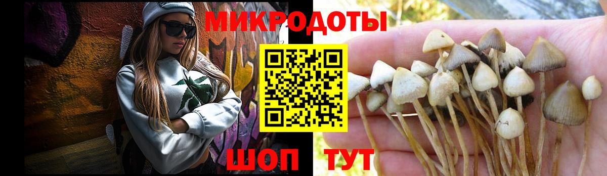 Галлюциногенные грибы Psilocybe Ачхой-Мартан